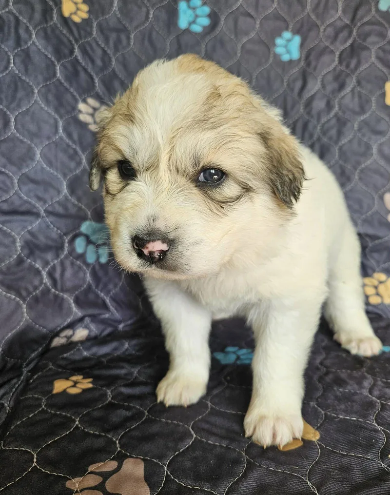 A baby extra large-sized female Great Pyrenees dog named Merida for adoption in Croydon, NH