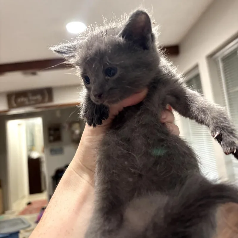 A baby small-sized male Gray / Blue / Silver Domestic Short Hair cat named Beryl for adoption in Katy, TX