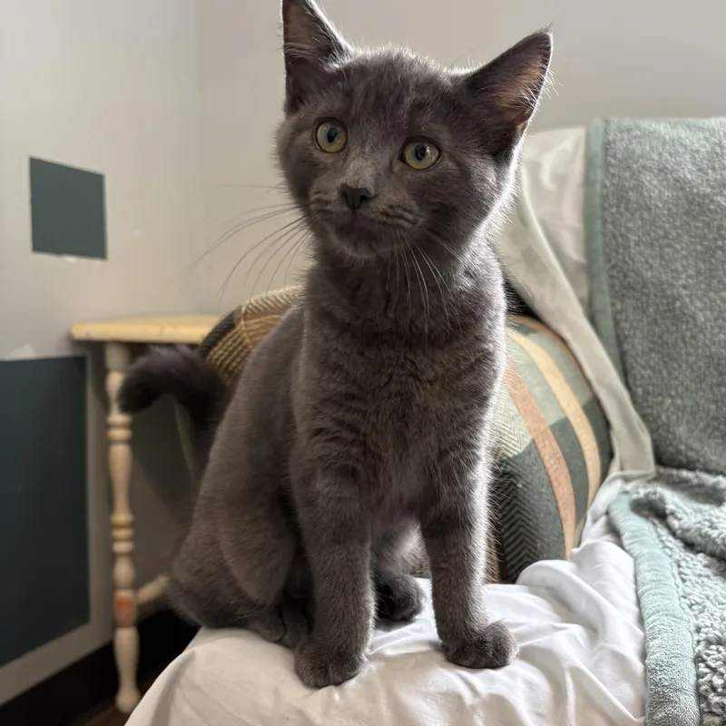 A baby medium-sized female Gray / Blue / Silver Domestic Short Hair cat named Amaryllis for adoption in Honesdale, PA