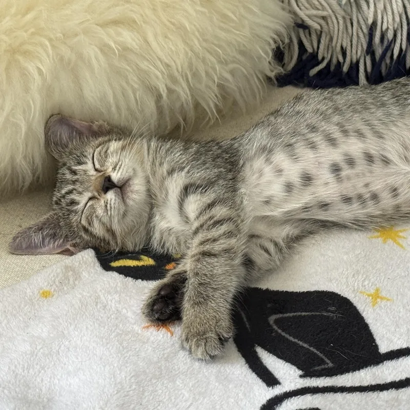 A baby small-sized female Tabby cat named Jazz for adoption in Miami, FL