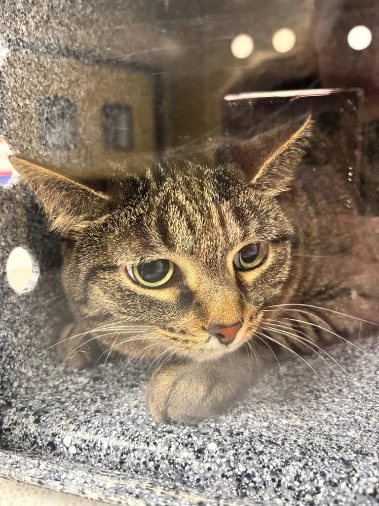 An adult small-sized female Domestic Short Hair cat named Vinny for adoption in Greenfield, IN