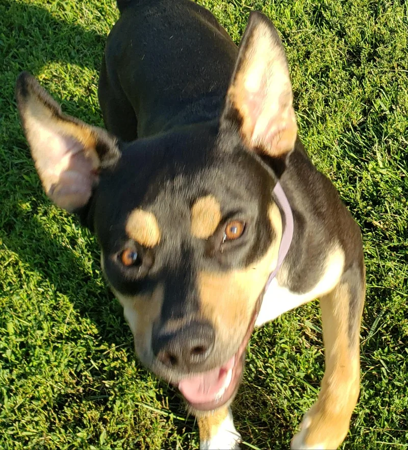 A young medium-sized female Black Rottweiler dog named Baby Girl for adoption in Middlebury, IN