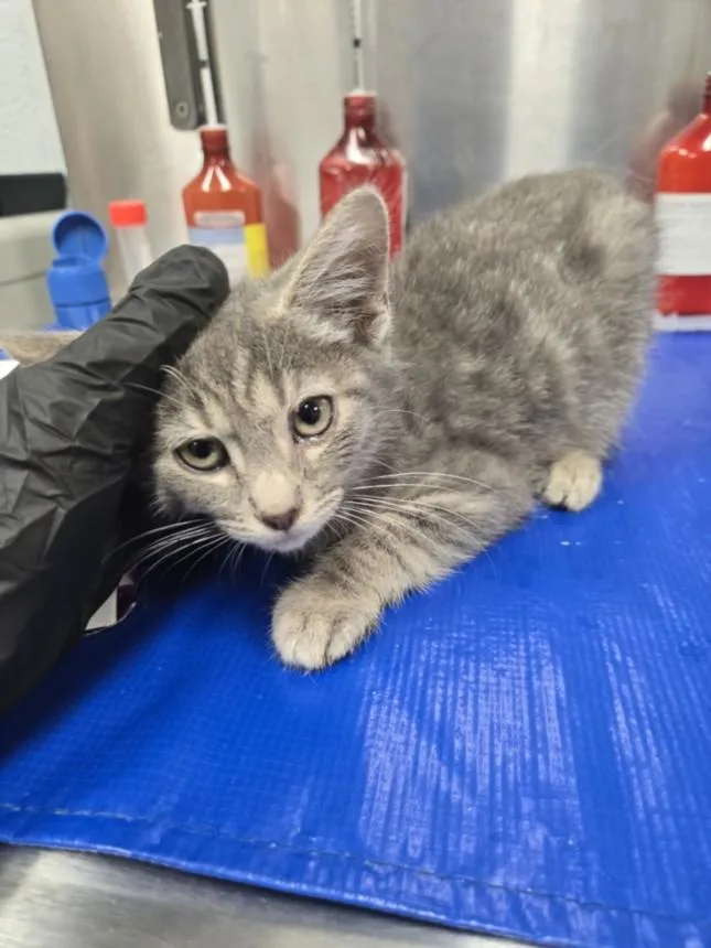 A baby small-sized male Domestic Short Hair cat named Aerosmith for adoption in Hagerstown, MD