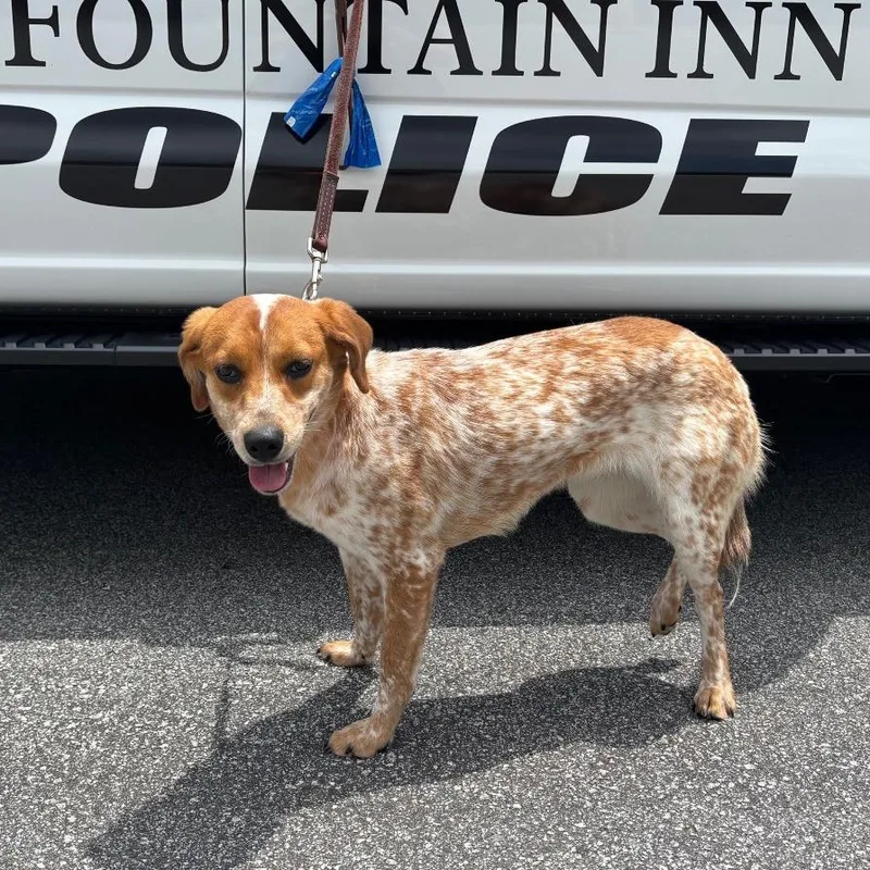 An adult medium-sized female Golden Cattle Dog dog named EvalunaFrankie for adoption in Greenville, SC