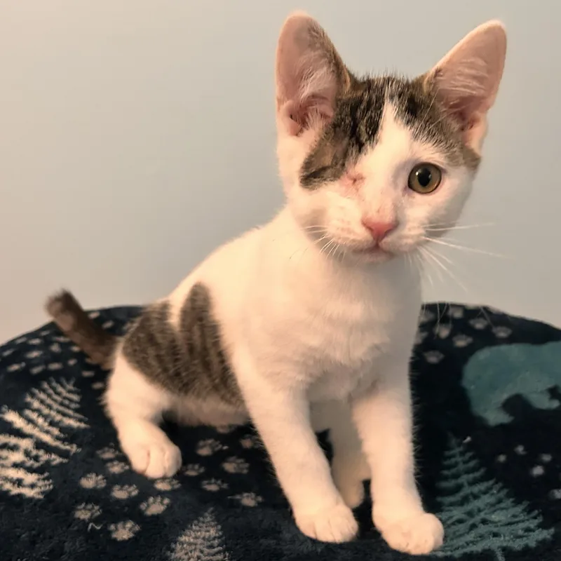 A baby medium-sized male White Domestic Short Hair cat named Bryce for adoption in Sewell, NJ