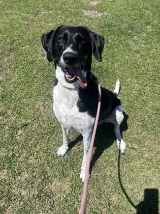 An adult large-sized female Mixed Breed dog named Tuna for adoption in Manteo, NC