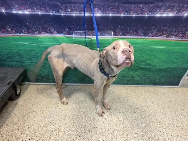 A young large-sized male American Bulldog dog named Daniels for adoption in Miami, FL