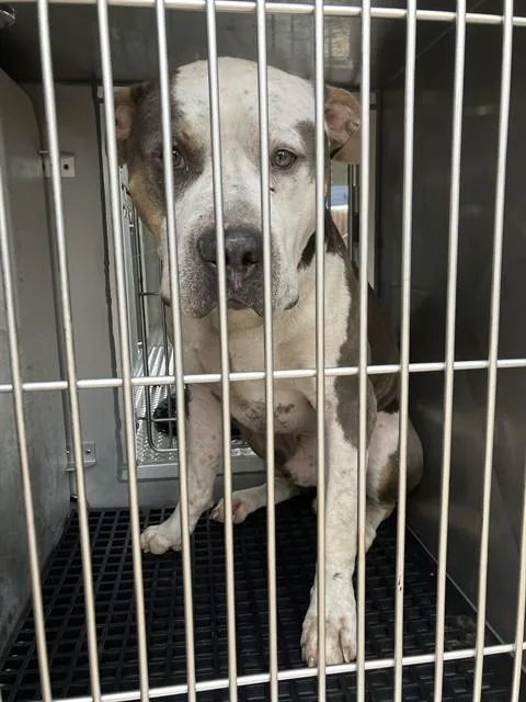 A young large-sized male Mixed Breed dog named Trailer for adoption in Dallas, TX