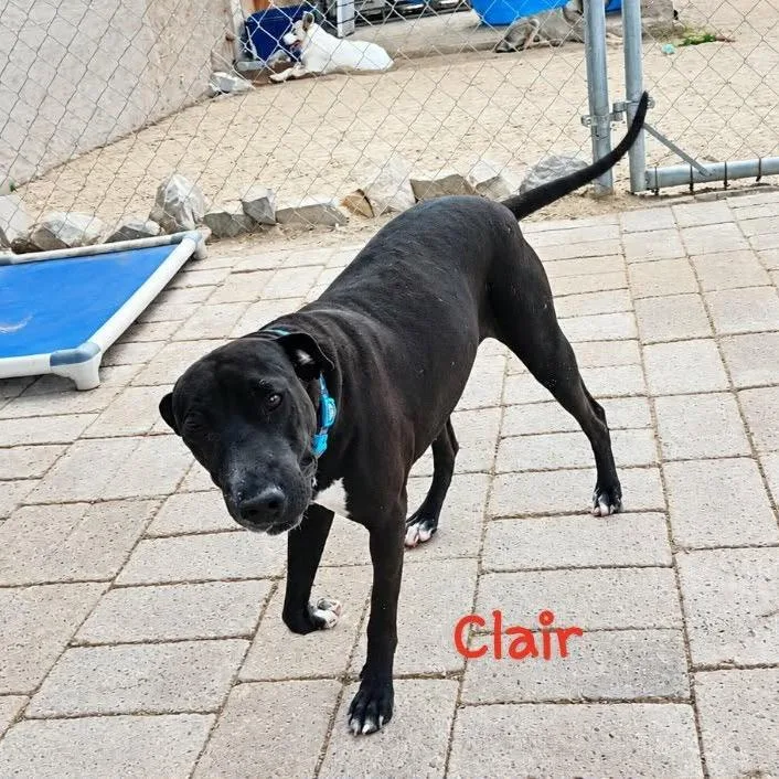 An adult medium-sized female Labrador Retriever dog named Clair for adoption in Bend, OR