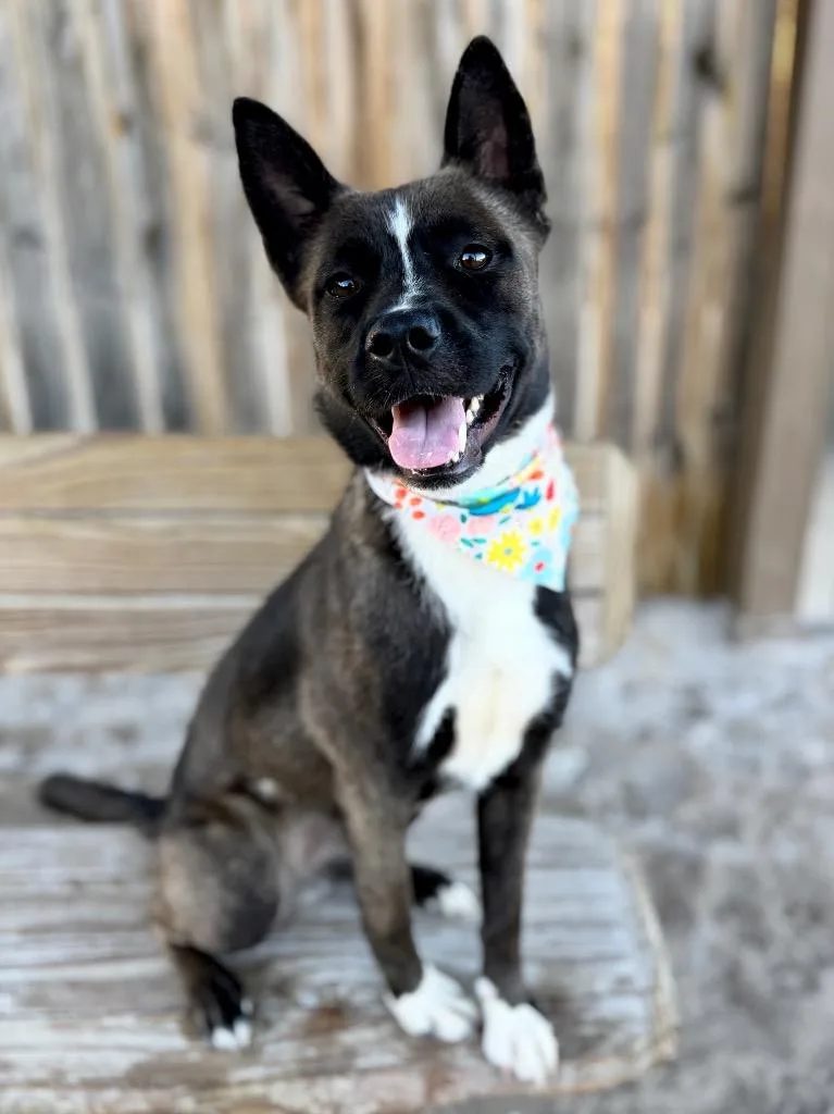 A young small-sized female Shepherd dog named DysonpupJunie for adoption in Muskegon, MI