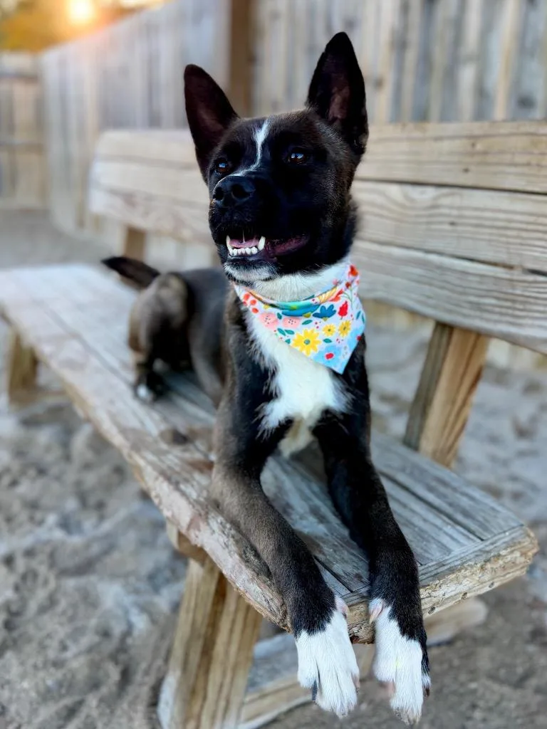 DysonpupJunie thumbnail 2