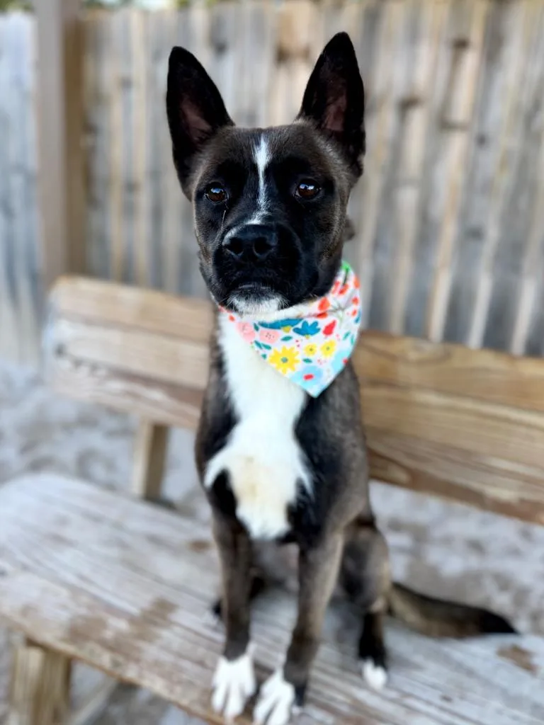 DysonpupJunie thumbnail 3