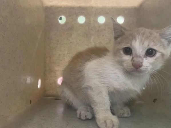 A baby small-sized male Domestic Short Hair cat named Creamsicle for adoption in Los Angeles, CA