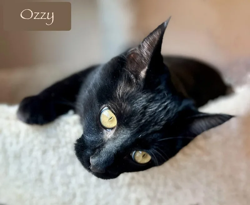 A baby medium-sized male Black Domestic Short Hair cat named Ozzy for adoption in Chalfont, PA