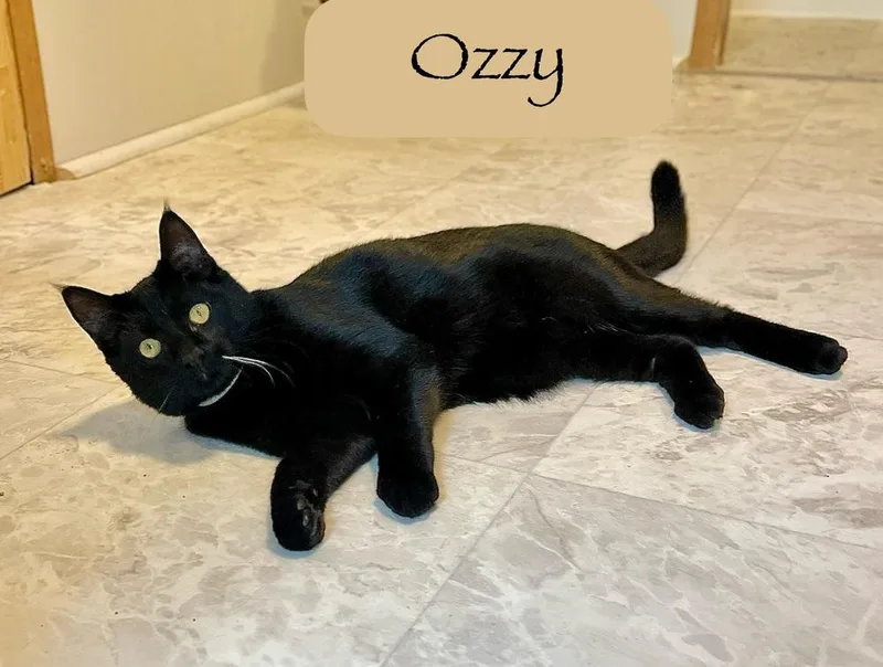 Ozzy thumbnail 2