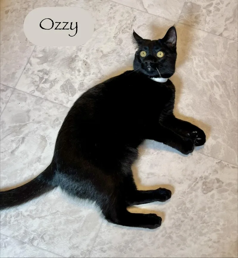 Ozzy thumbnail 3