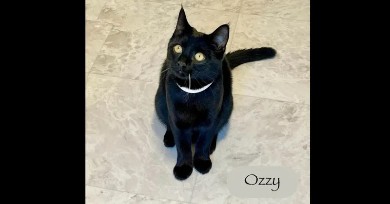 Ozzy thumbnail 4