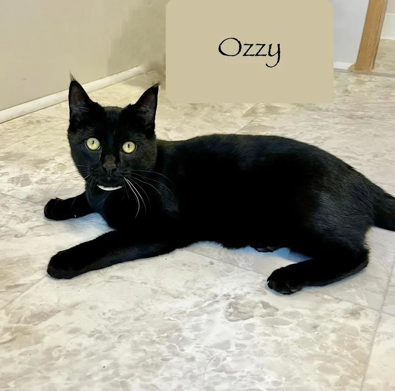 Ozzy thumbnail 5