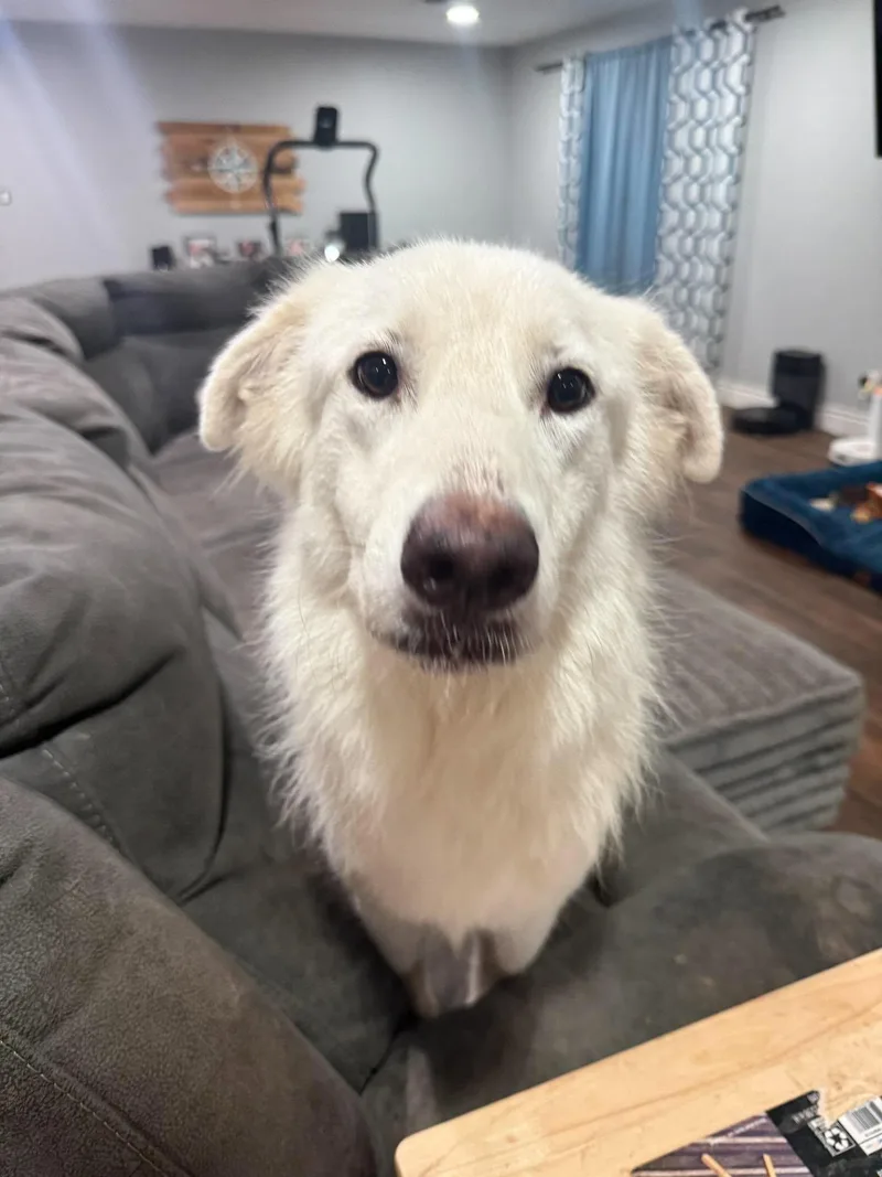 An adult large-sized female Great Pyrenees dog named Dove for adoption in Houston, TX