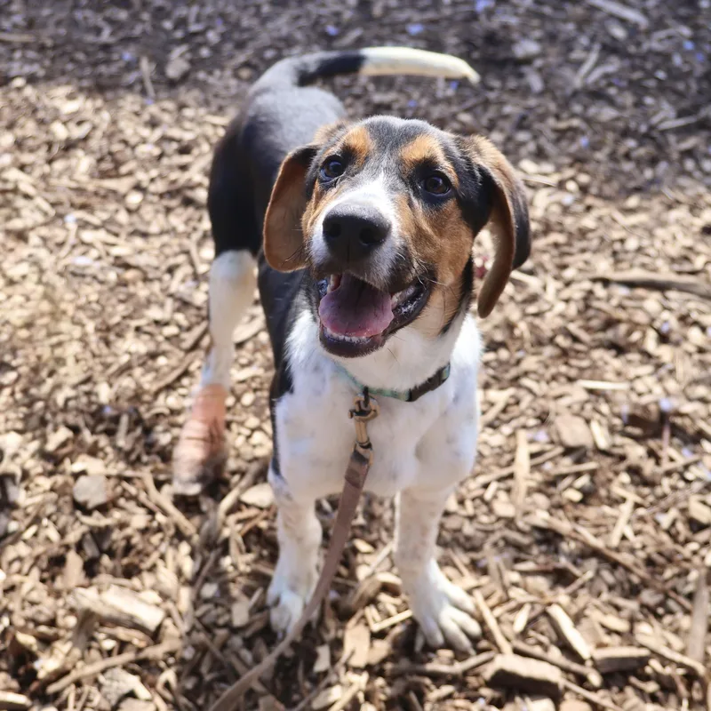 Boo Bear thumbnail 2