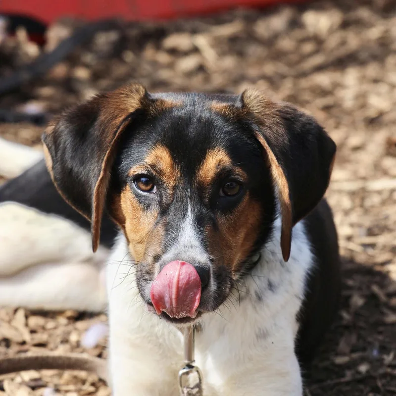 Boo Bear thumbnail 3