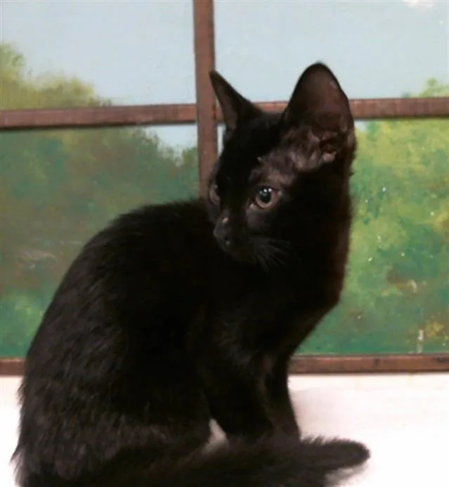 A baby small-sized female Domestic Short Hair cat named Lilly for adoption in Houston, TX