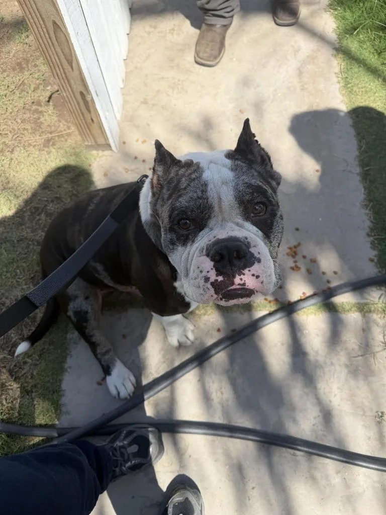 A young large-sized male American Bulldog dog named Oreo for adoption in McFarland, CA