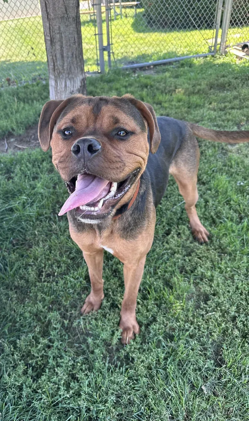 A young large-sized male Red / Chestnut / Orange Rottweiler dog named Dozer for adoption in Yorkville, IL