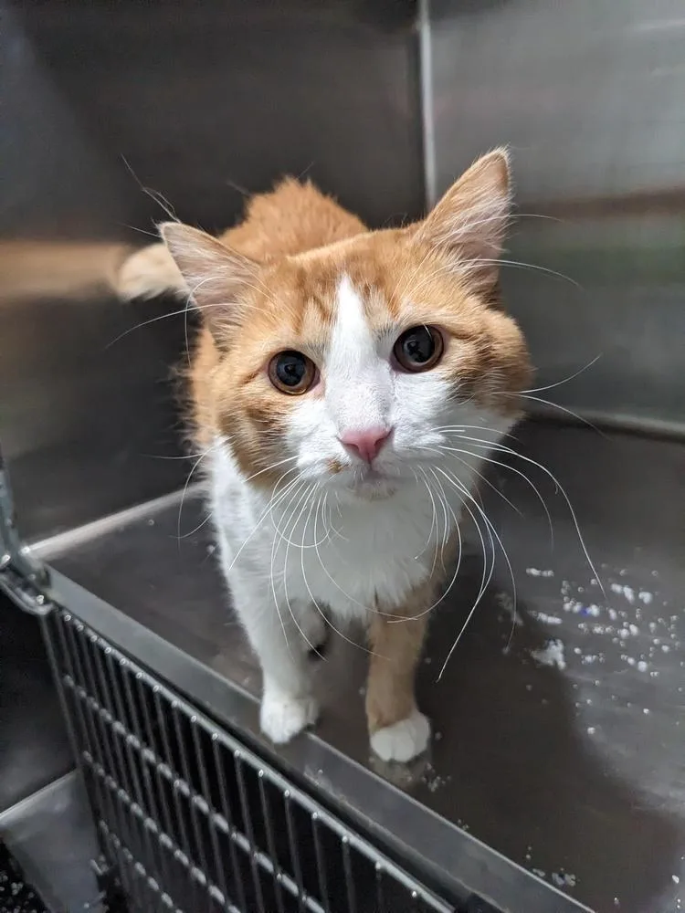 A young large-sized male Orange & White Domestic Medium Hair cat named Stinker for adoption in Lewisburg, TN
