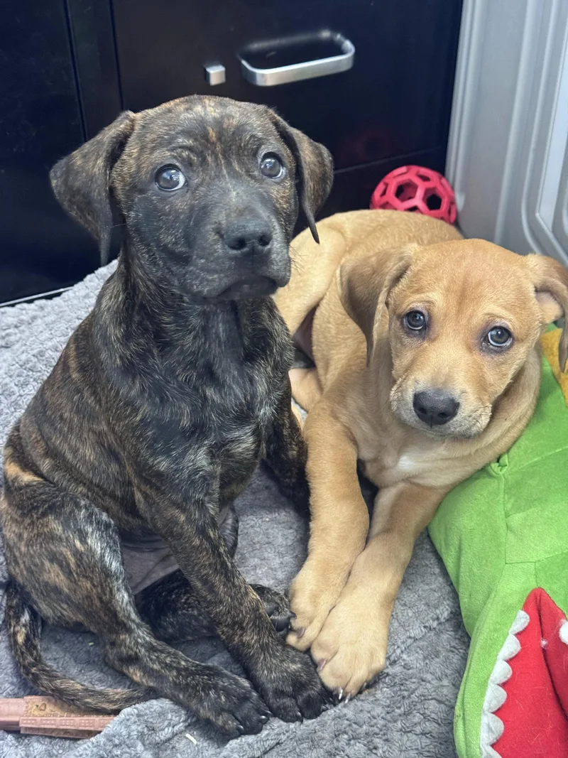 A baby small-sized male Pit Bull Terrier dog named Buck for adoption in Troy, MI