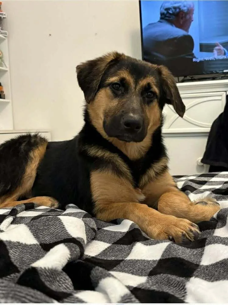 Nala