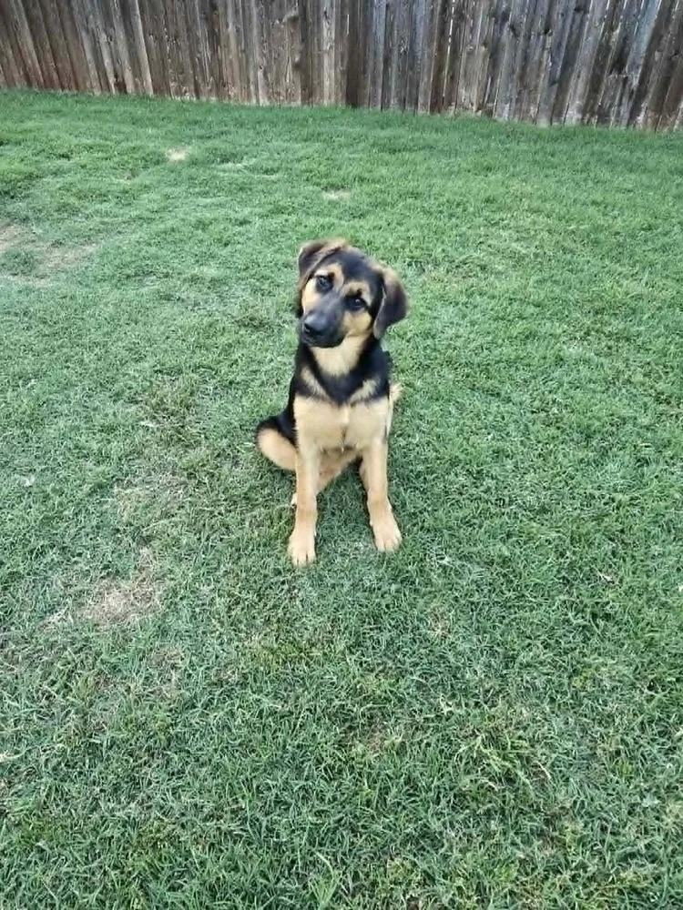 Nala thumbnail 2