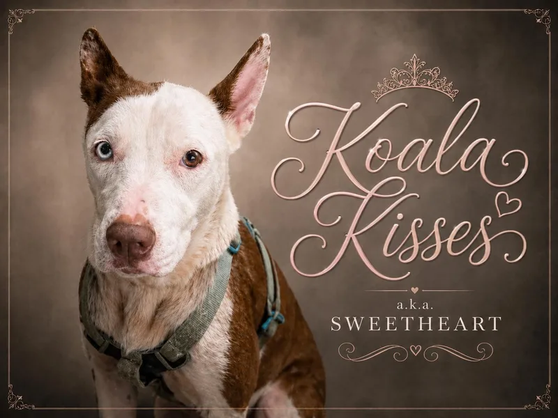 Koala Kisses thumbnail 2