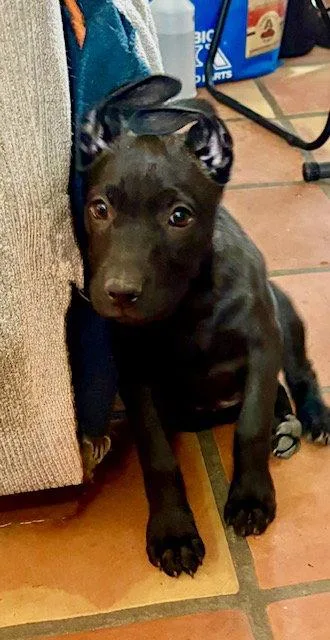 Starlight thumbnail 2