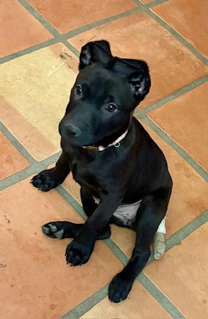 Starlight thumbnail 3