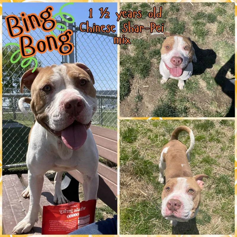 An adult medium-sized female Yellow / Tan / Blond / Fawn Shar-Pei dog named Bing Bong for adoption in Franklin, IN