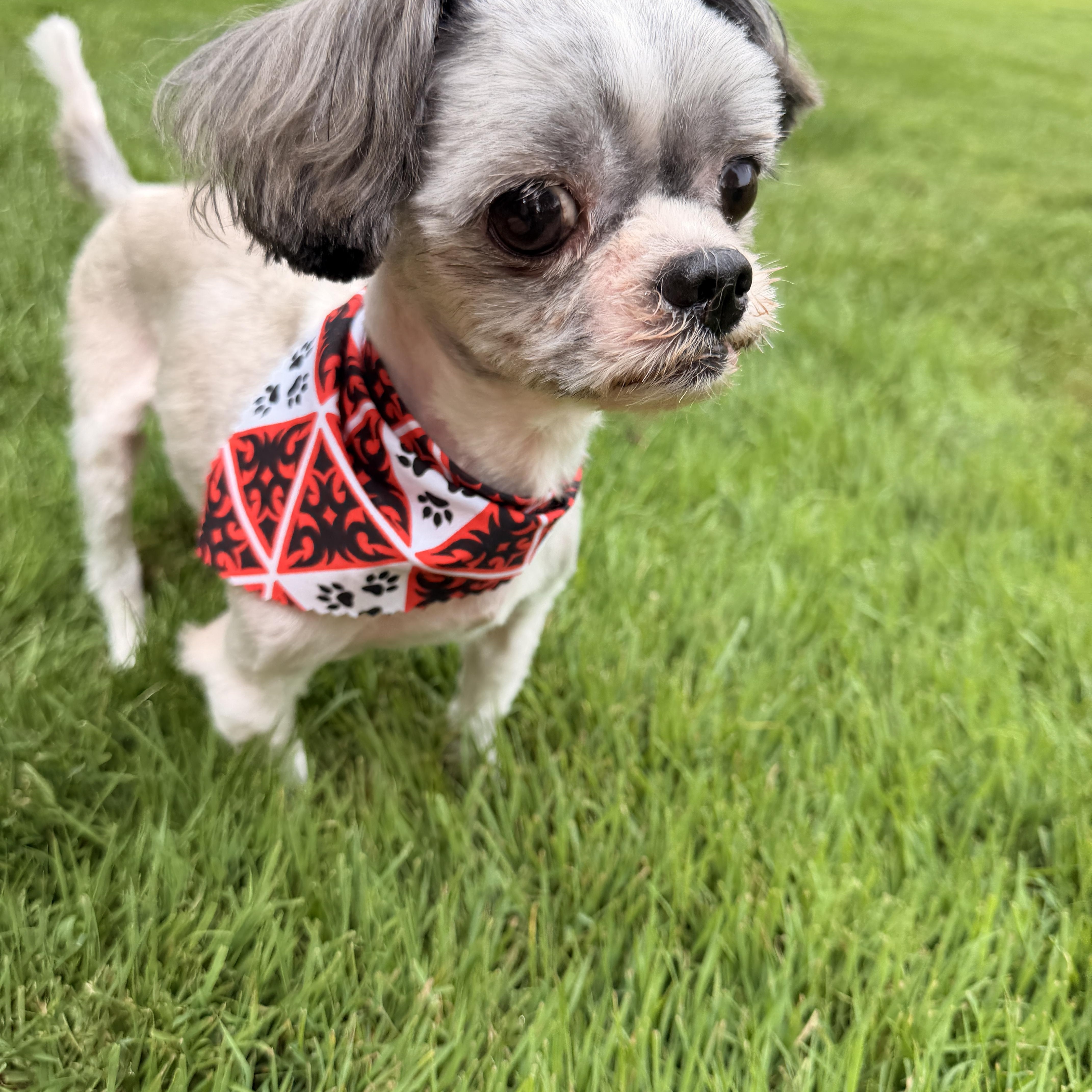 An adult small-sized male Shih Tzu dog named Milo for adoption in Thornwood, NY