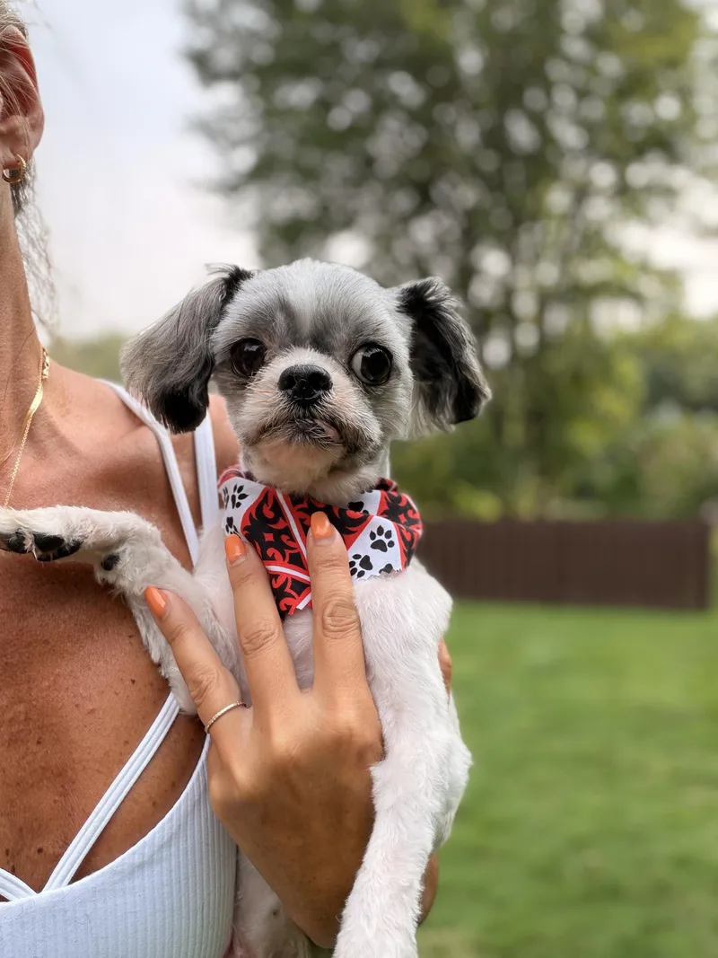 Milo thumbnail 4