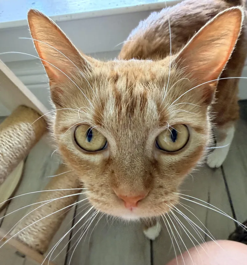 A young small-sized female Orange & White Domestic Short Hair cat named Miss Boots for adoption in fort worth, TX