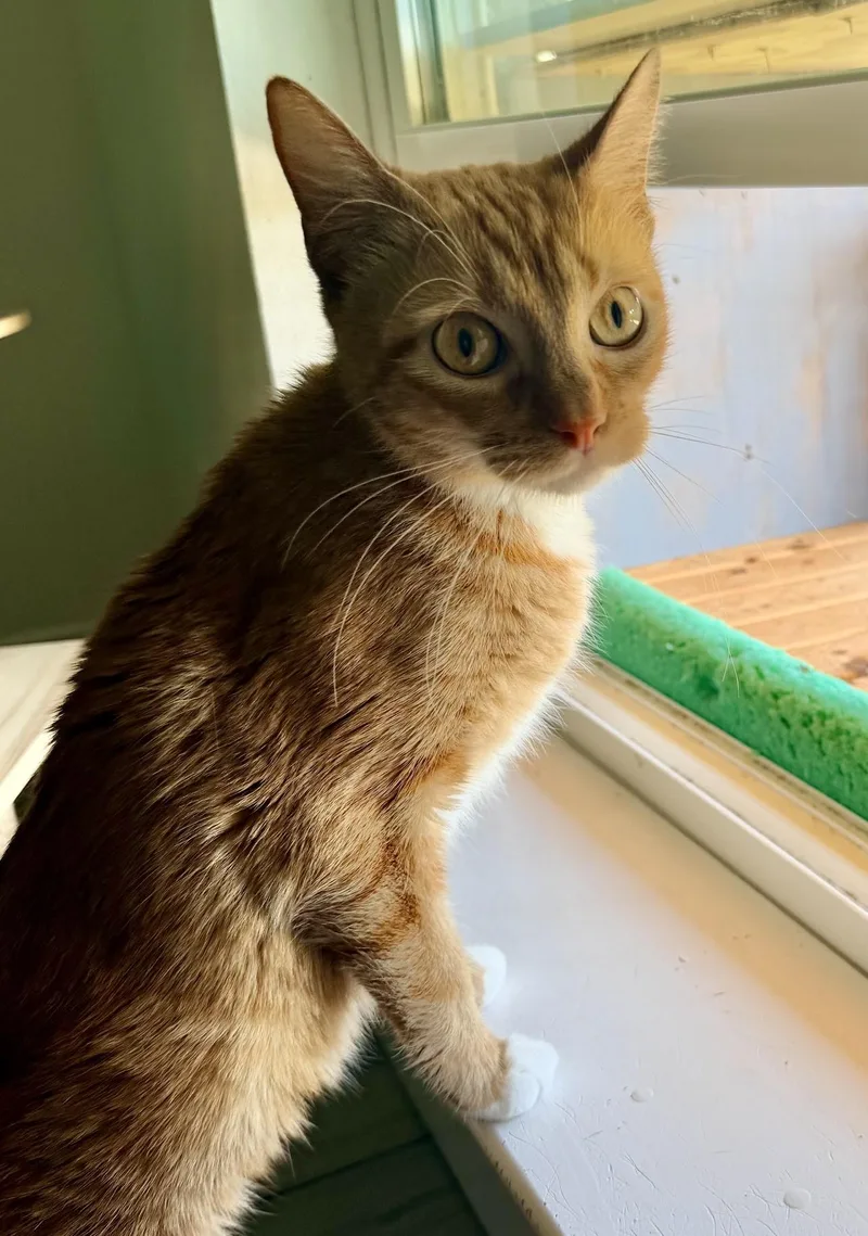 Miss Boots thumbnail 2