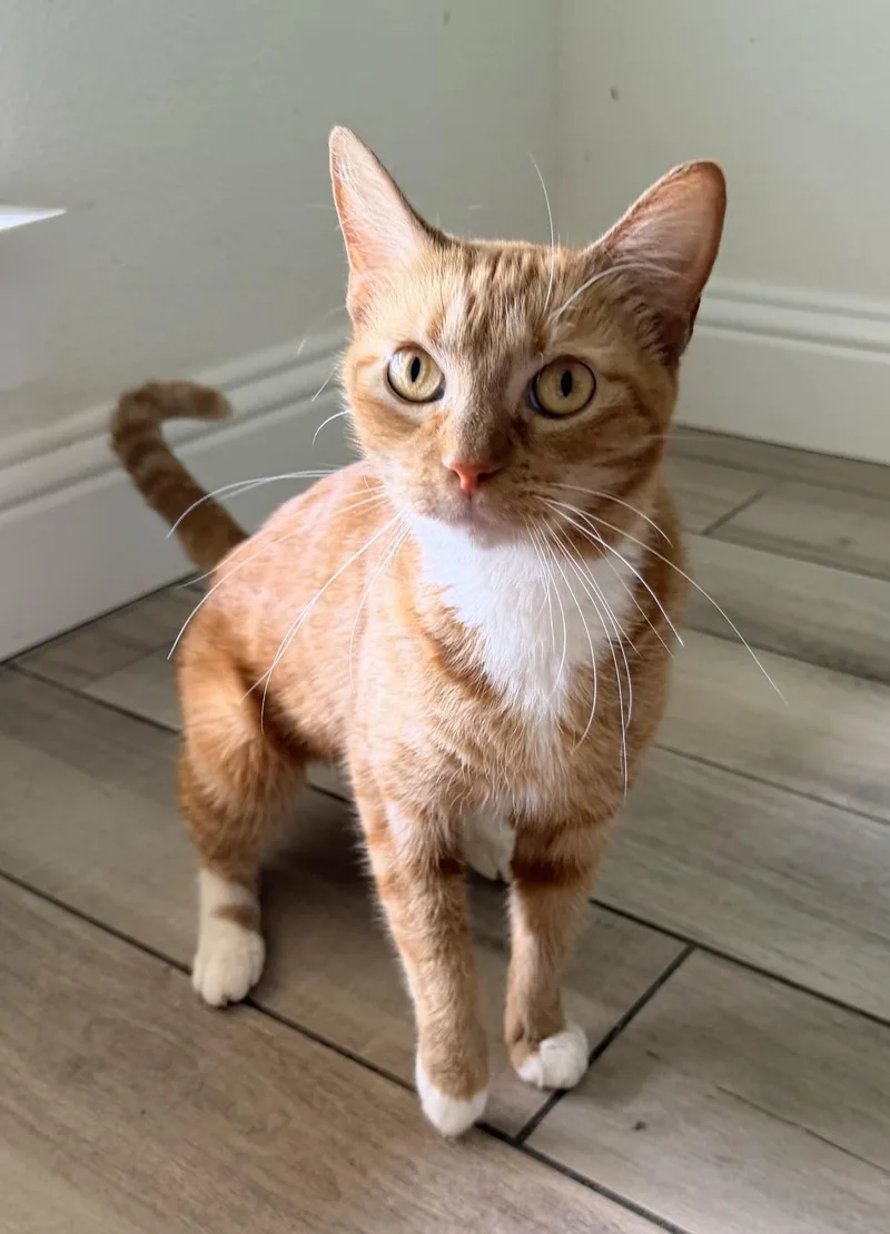 Miss Boots thumbnail 3