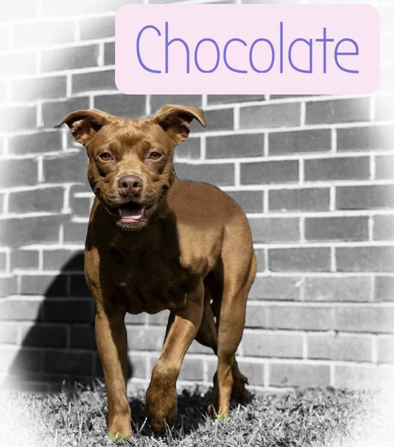 Chocolate thumbnail 2