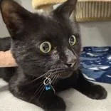 An adult medium-sized male Black Domestic Short Hair cat named Charming for adoption in Lansing, MI