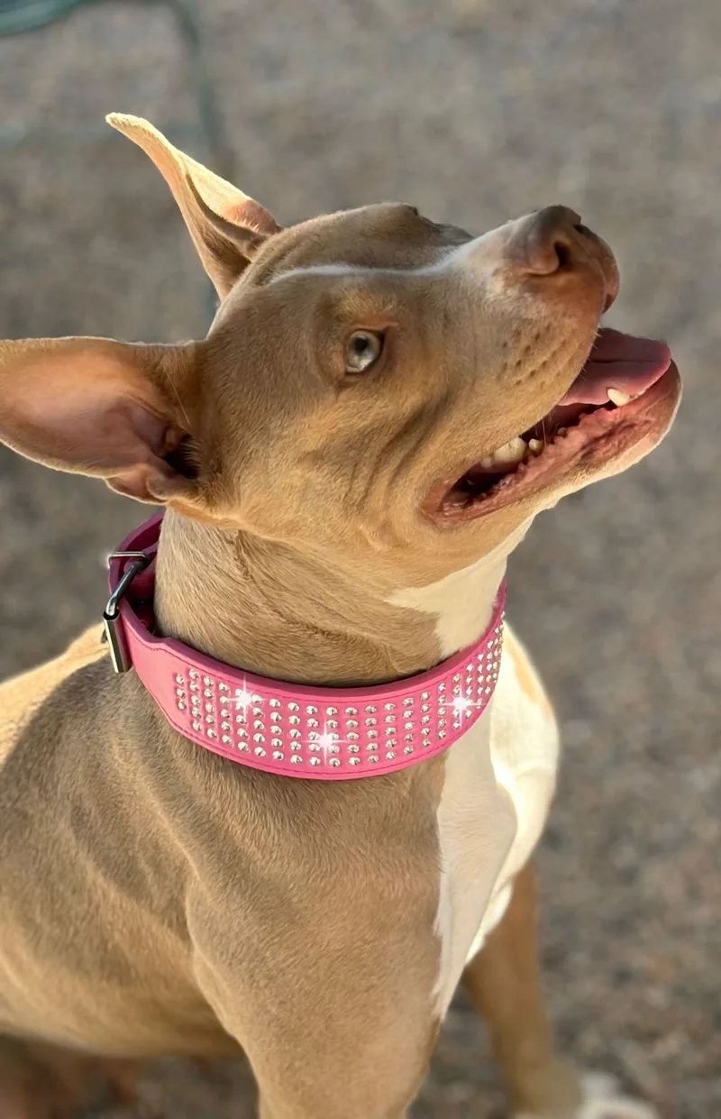 An adult medium-sized female Yellow / Tan / Blond / Fawn American Bulldog dog named Pretty Girl for adoption in Kingman, AZ