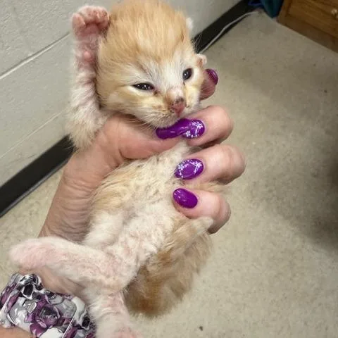 A baby small-sized female Orange / Red Domestic Short Hair cat named Macaroni for adoption in Winston Salem, NC