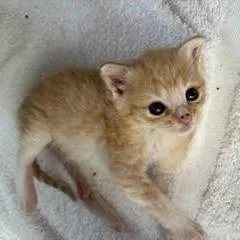 Macaroni thumbnail 4