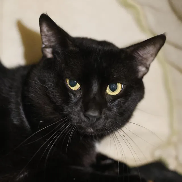 An adult medium-sized male Domestic Medium Hair cat named John for adoption in San Antonio, TX