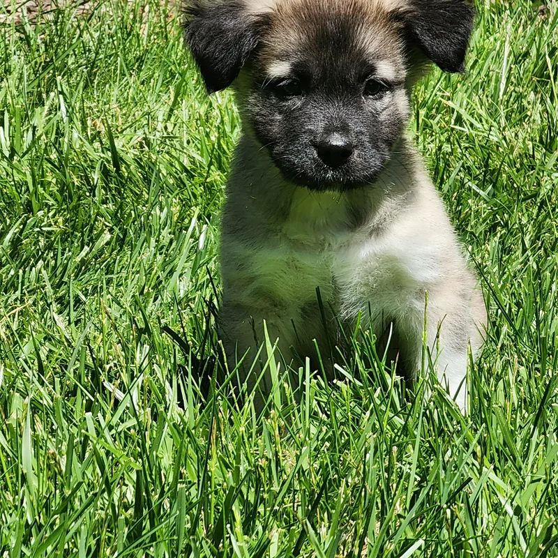 A baby medium-sized male Brown / Chocolate Anatolian Shepherd dog named Shasta for adoption in Joliet, IL
