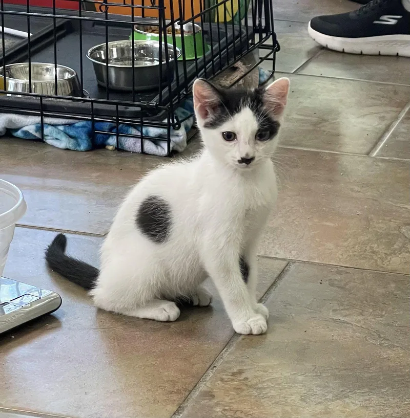 A baby medium-sized male Black & White / Tuxedo Domestic Short Hair cat named Cowboy for adoption in Oviedo, FL