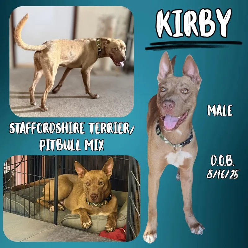 A young medium-sized male Yellow / Tan / Blond / Fawn American Staffordshire Terrier dog named Kirby for adoption in Caldwell, TX